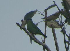 Dacnis cayana