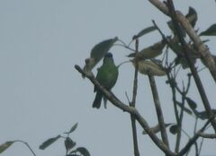 Dacnis cayana