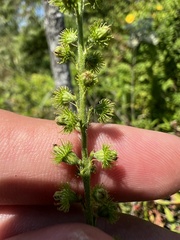 Agrimonia parviflora
