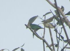 Dacnis cayana