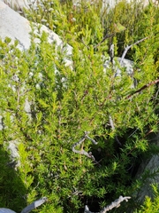 Cliffortia