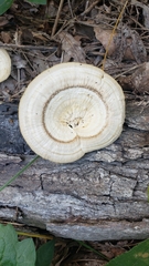 Mycorrhaphium adustum