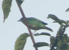 Dacnis cayana