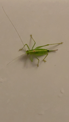Meconema meridionale