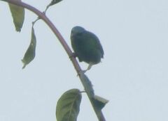 Dacnis cayana