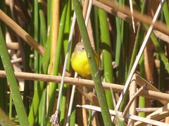 Pseudocolopteryx dinelliana