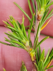 Cliffortia