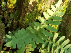 Polypodioideae
