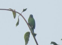 Dacnis cayana