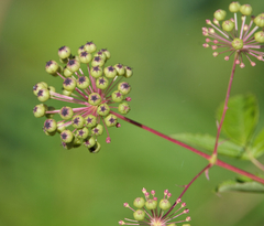 Aralia hispida