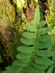Polypodioideae