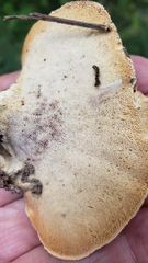 Mycorrhaphium adustum