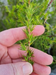 Cliffortia