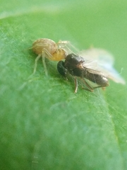 Dictynoidea