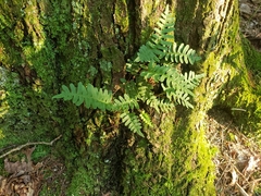 Polypodioideae