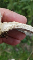 Mycorrhaphium adustum