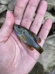 Lepomis cyanellus