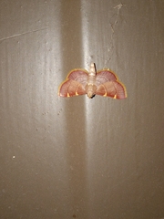 Hypsopygia