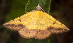 Hemeroplanis scopulepes