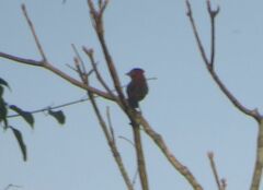 Coryphospingus cucullatus