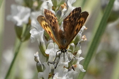 Lycaena virgaureae