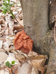 Gyromitra esculenta