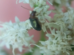 Chrysomeloidea