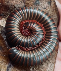 Myriapoda