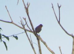 Coryphospingus cucullatus