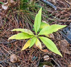 Lysimachia borealis