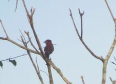 Coryphospingus cucullatus