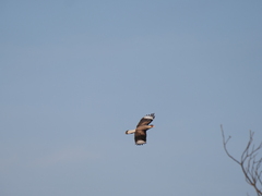 Caracara plancus