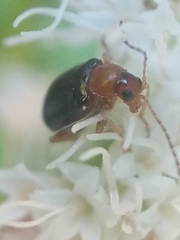 Chrysomeloidea