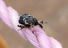 Cryptorhynchus lapathi