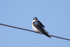 Tachycineta leucorrhoa