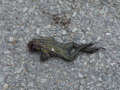 Bufo spinosus