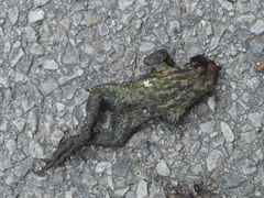 Bufo spinosus