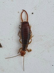 Chelidurella