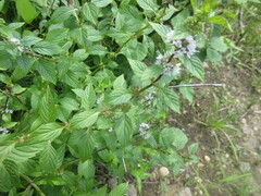Mentha canadensis