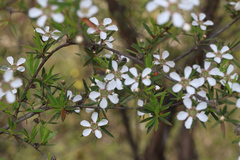 Leptospermum