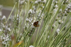 Lycaena virgaureae