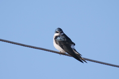 Tachycineta leucorrhoa