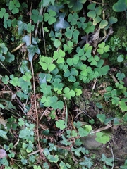 Oxalis acetosella