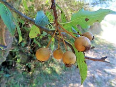 Pyrus cordata