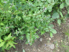 Mentha canadensis
