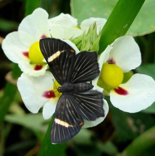 Lycisca Metalmark photo 3