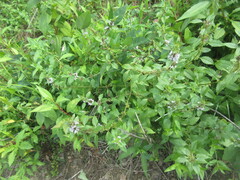 Mentha canadensis