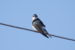 Tachycineta leucorrhoa