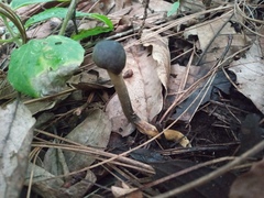 Tolypocladium capitatum