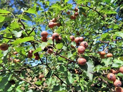 Pyrus cordata